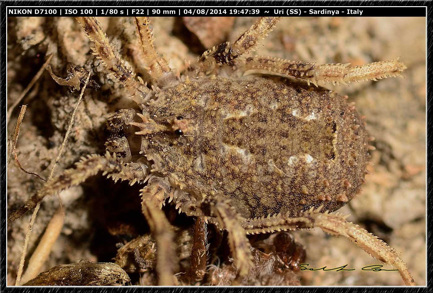 Lacinius horridus (Panzer, 1794)